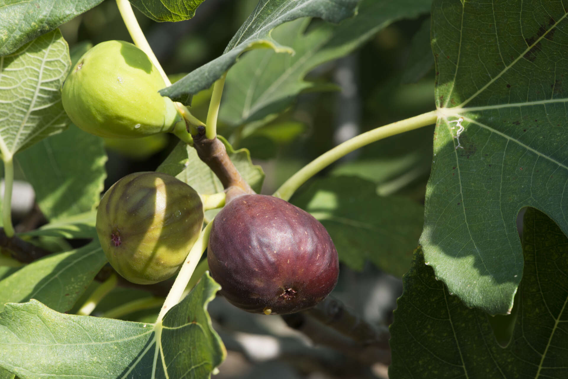 fig