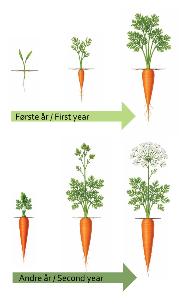 Bildet kan inneholde: gulrot, grønnsak, produsere, plantestamme, rotgrønnsaker.