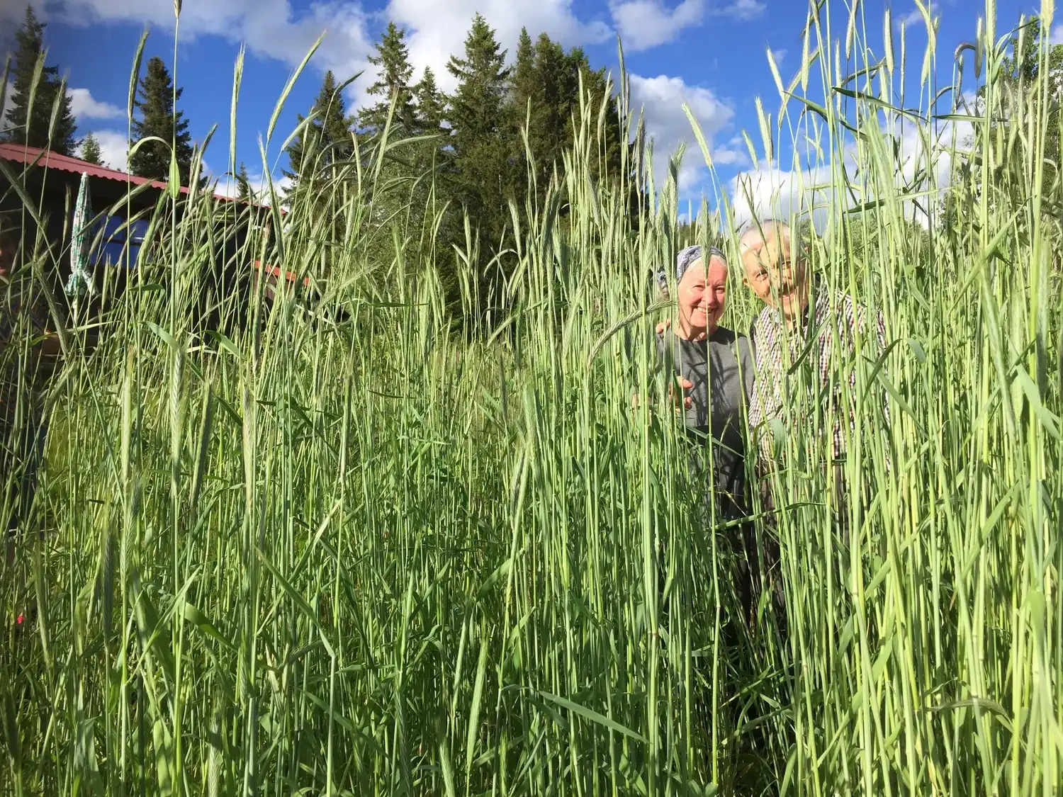 Bildet kan inneholde: gress, jordbruk, felt, mennesker i naturen, avling.