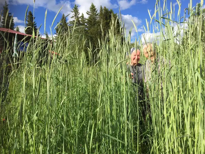 Bildet kan inneholde: gress, jordbruk, felt, mennesker i naturen, avling.