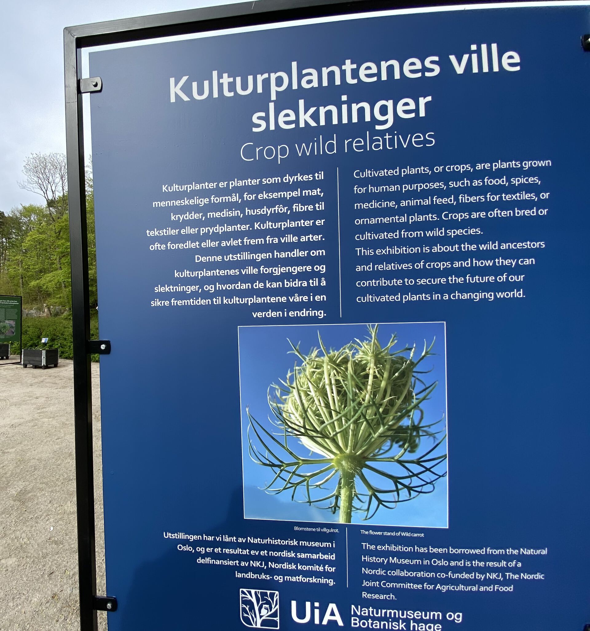 barn i kaktushuset