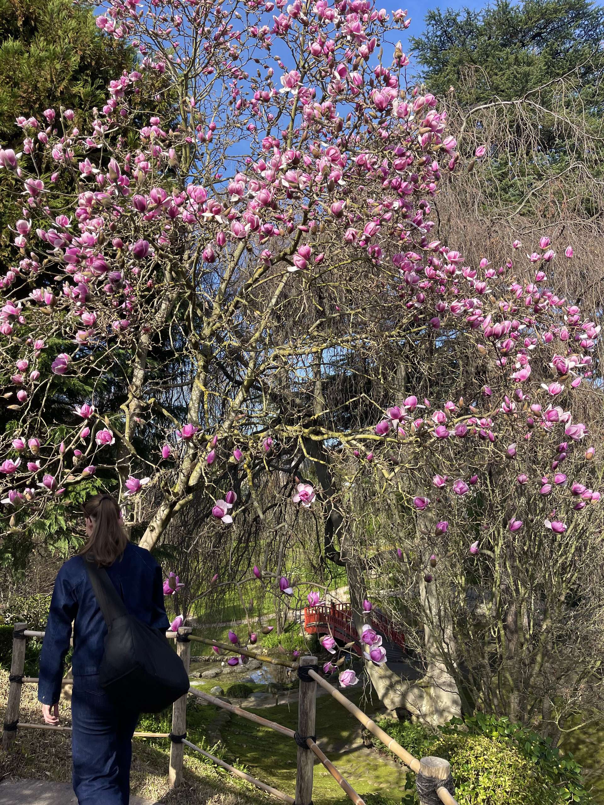 Bildet kan inneholde: blomst, kronblad, rosa, kvist, vår.