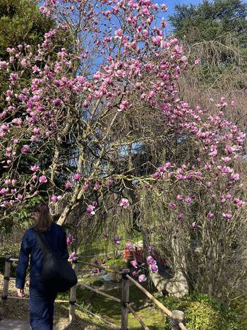Bildet kan inneholde: blomst, kronblad, rosa, kvist, vår.