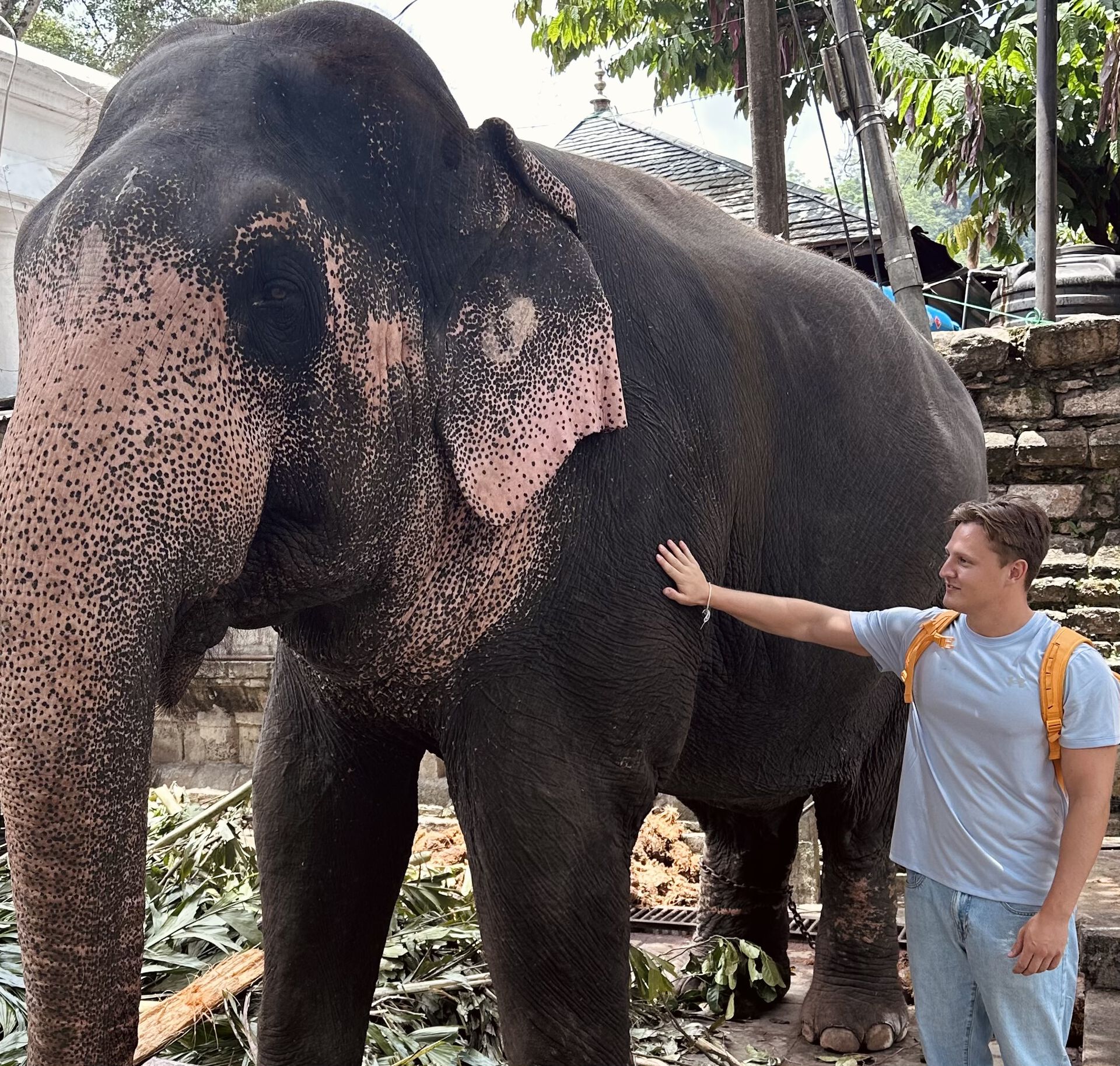 Bildet kan inneholde: elefant, plante, arbeidsdyr, tempel, organisme.