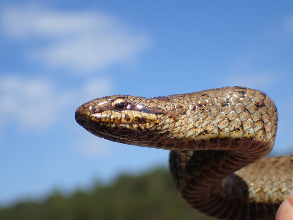 The image shows a smooth snake.