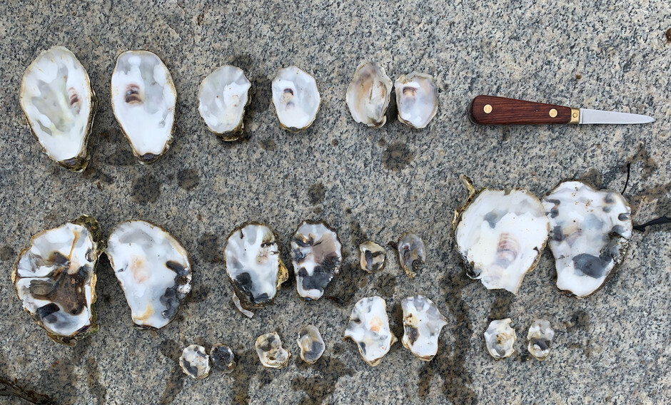 Image may contain: Natural material, Body jewelry, Bivalve, Wood, Shell.