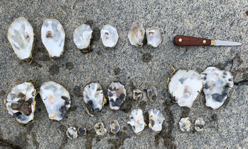 naturlig materiale ,kroppssmykker ,muslinger ,tre ,shell.