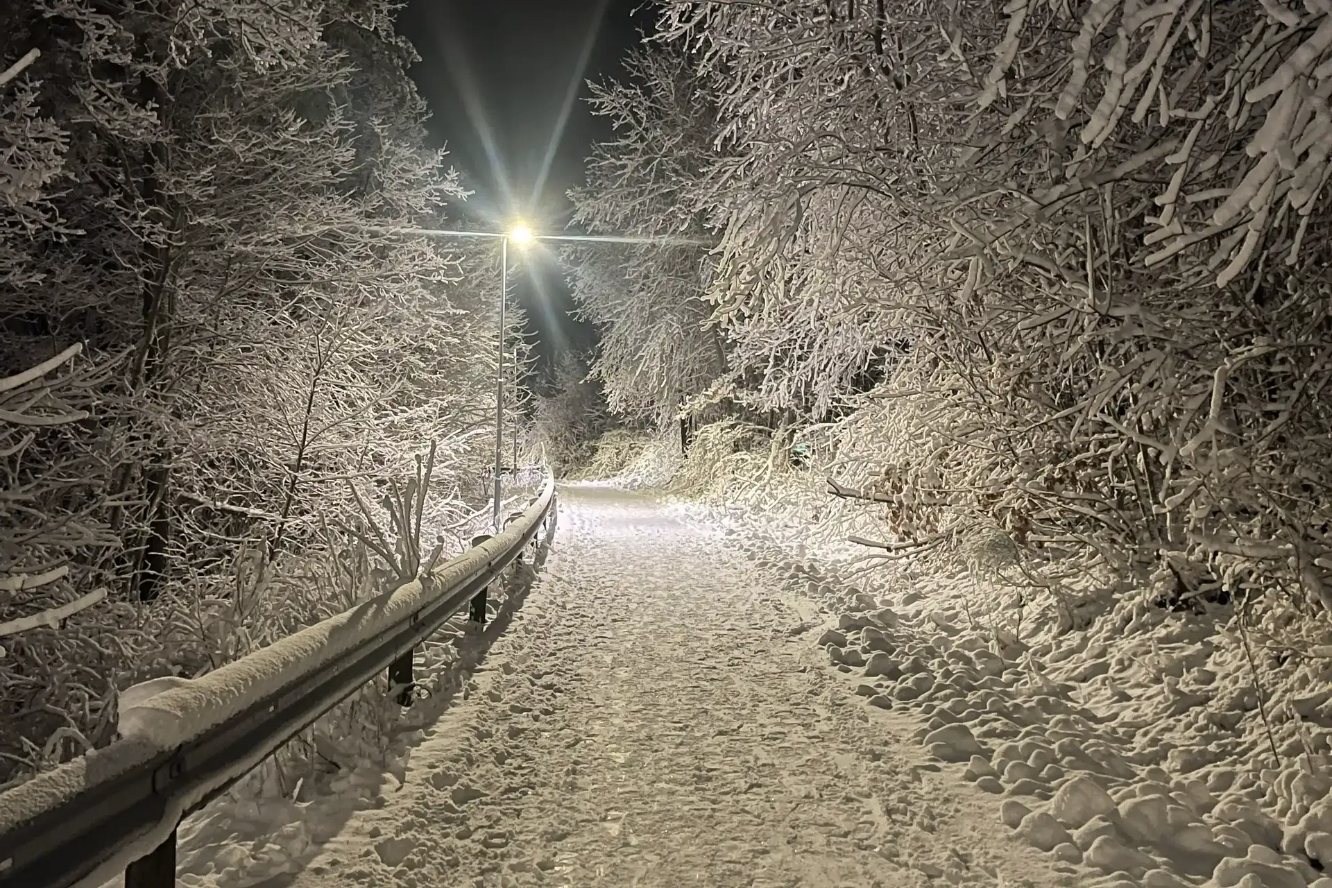 Bildet kan inneholde: gren, natur, vinter, hvit, snø.