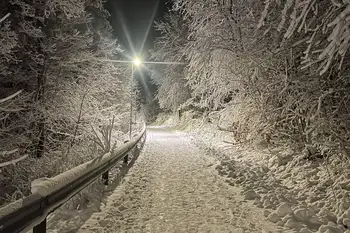 gren ,natur ,vinter ,hvit ,snø.