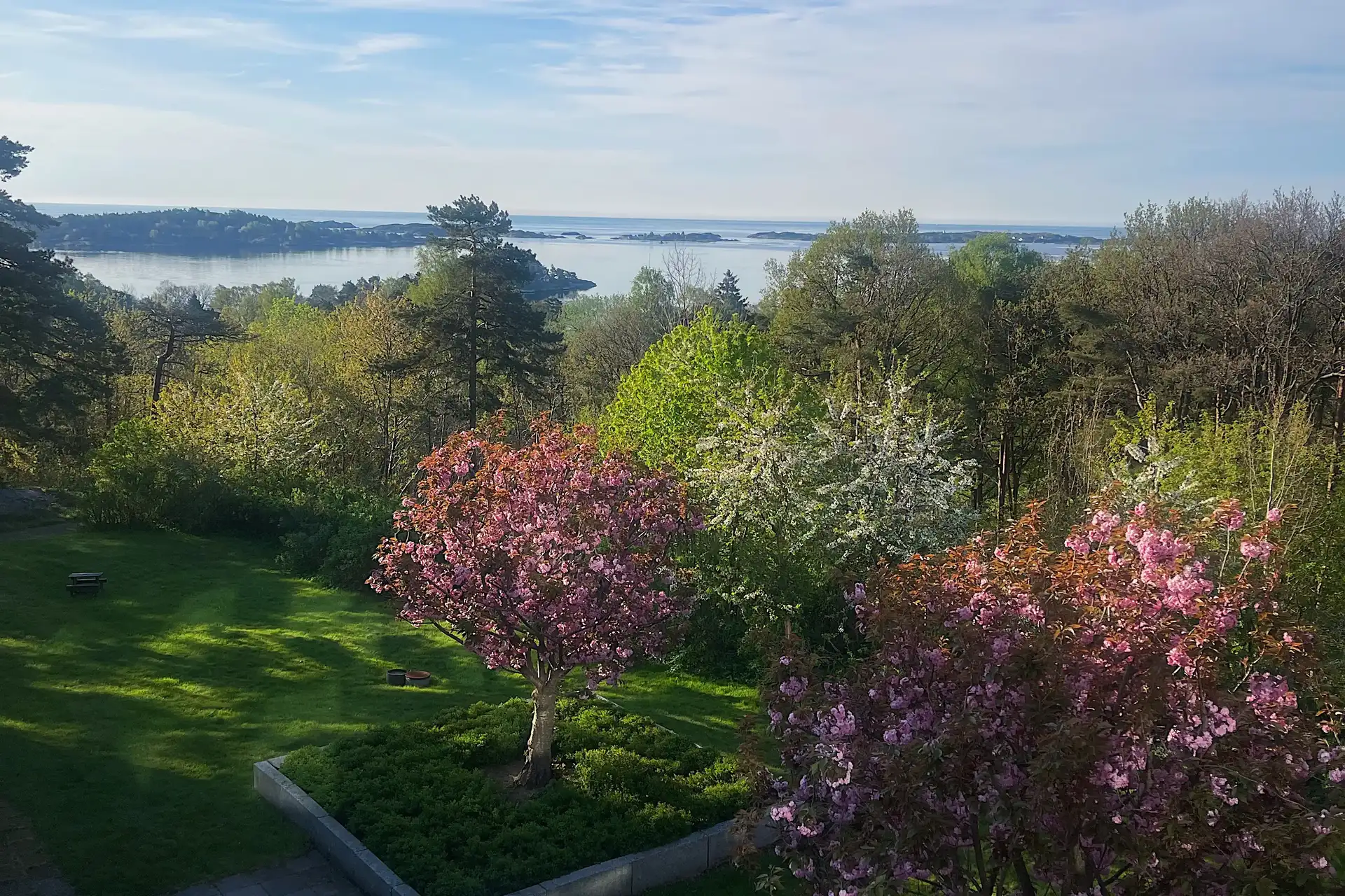 Bildet kan inneholde: himmel, blad, tre, natur, grønn.