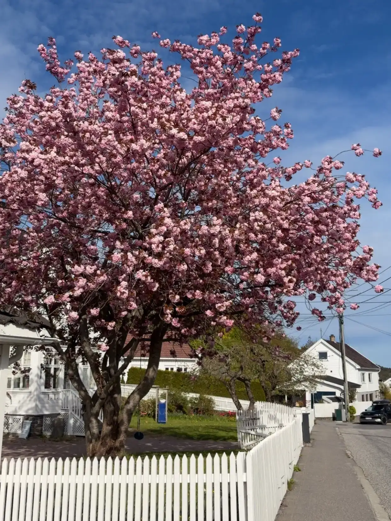 Bildet kan inneholde: blomst, gren, kronblad, busk, vår.