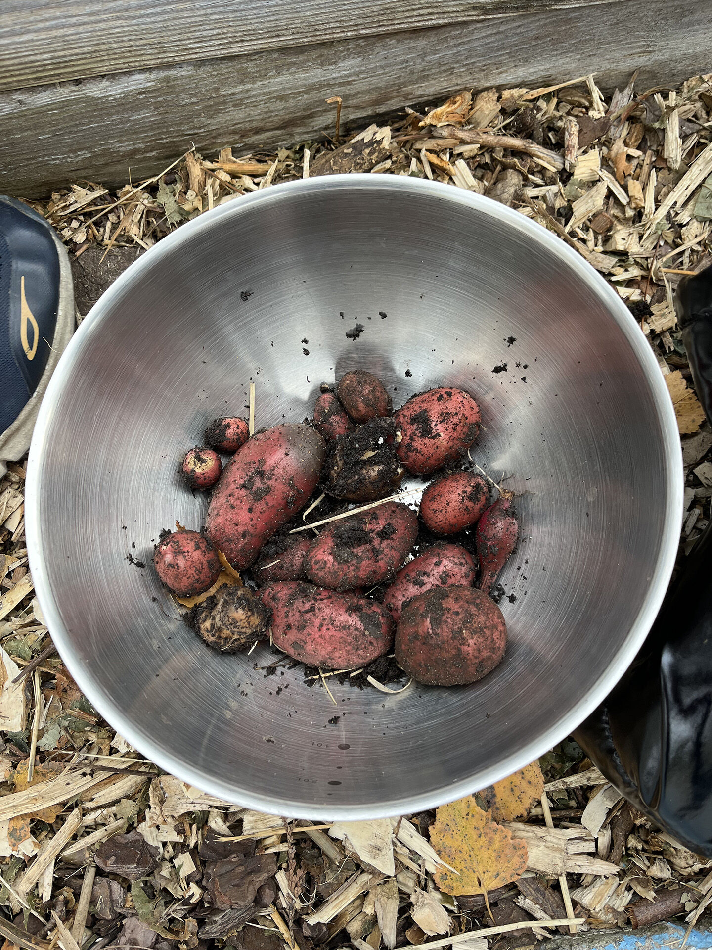 Bildet kan inneholde: mat, produsere, ingrediens, knoll, rotgrønnsaker.