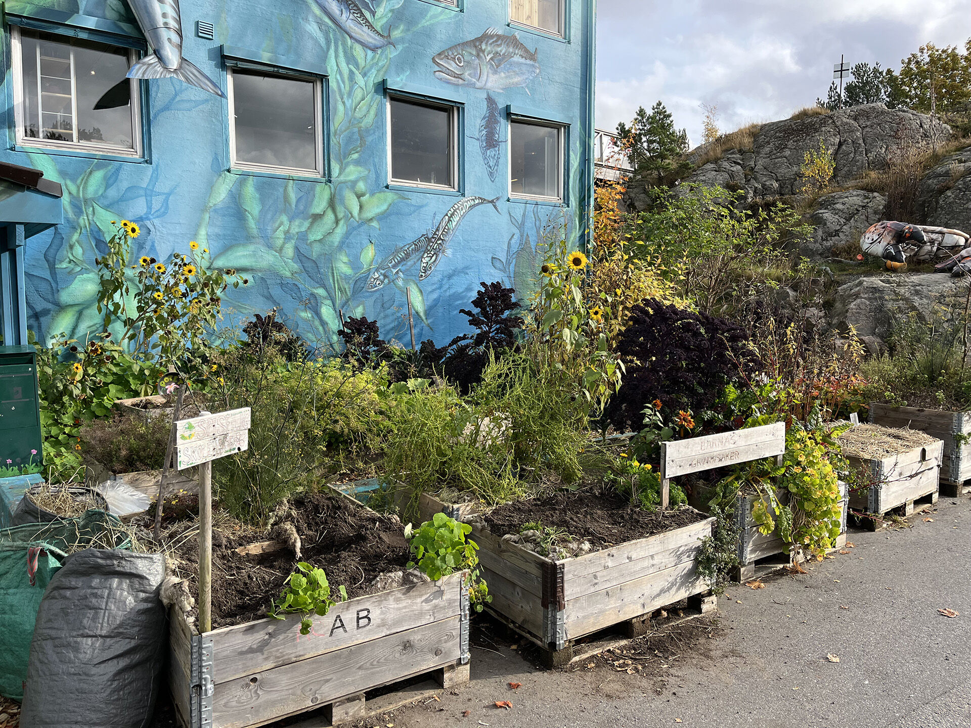 Bildet kan inneholde: planter, busk, hage, blomsterpotte, landskapsarbeid.