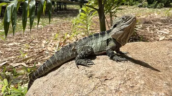 Bildet kan inneholde: reptil, øgle, iguaner, iguanider, terrestrisk dyr.